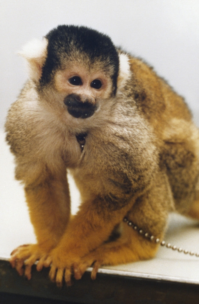 NASA Squirrel Monkey Fine Art Print - 1985 Photograph