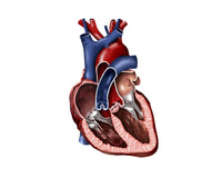 Cross Section of Human Heart Fine Art Print - Multiple Sizes Available