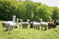 Alpaca Farm Fine Art Print by Julien McRoberts - Millbrook, NY