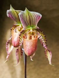 Variety of Slipper Orchid 'Paphiopedilum' Fine Art Print by Julie Eggers