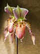 Variety of Slipper Orchid 'Paphiopedilum' Fine Art Print by Julie Eggers