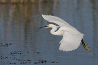 Snowy Egret Flying Fine Art Print by Ken Archer