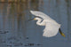 Snowy Egret Flying Fine Art Print by Ken Archer