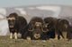 Musk Ox in Arctic Tundra Fine Art Print by Ken Archer