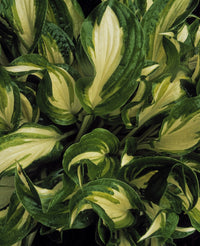 Hosta Undulata in Spring Fine Art Print by The Irish Image Collection