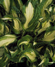 Hosta Undulata in Spring Fine Art Print by The Irish Image Collection