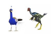 Caudipteryx vs Modern Peacock Fine Art Print - Item # VARPSTWMY100266P