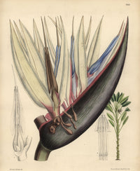 Strelitzia Nicolai Blue Bird-of-Paradise Flower Fine Art Print by Florilegius