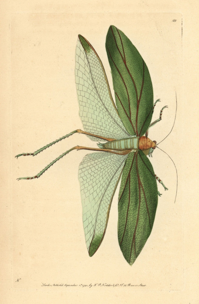Katydid Stilpnochlora Laurifolia Fine Art Print by Florilegius