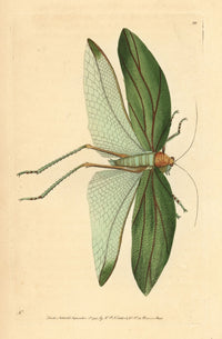Katydid Stilpnochlora Laurifolia Fine Art Print by Florilegius