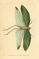Katydid Stilpnochlora Laurifolia Fine Art Print by Florilegius