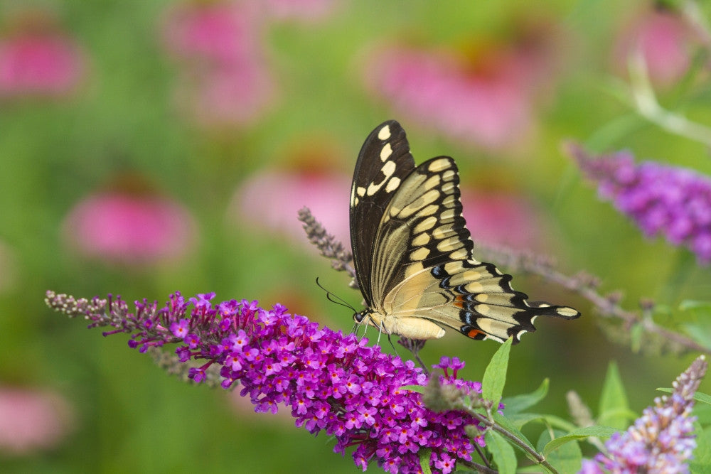 Giant Swallowtail Butterfly Pollinating on Butterfly Bush Flowers Fine Art Print