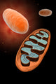 Microscopic View of Mitochondria Fine Art Print