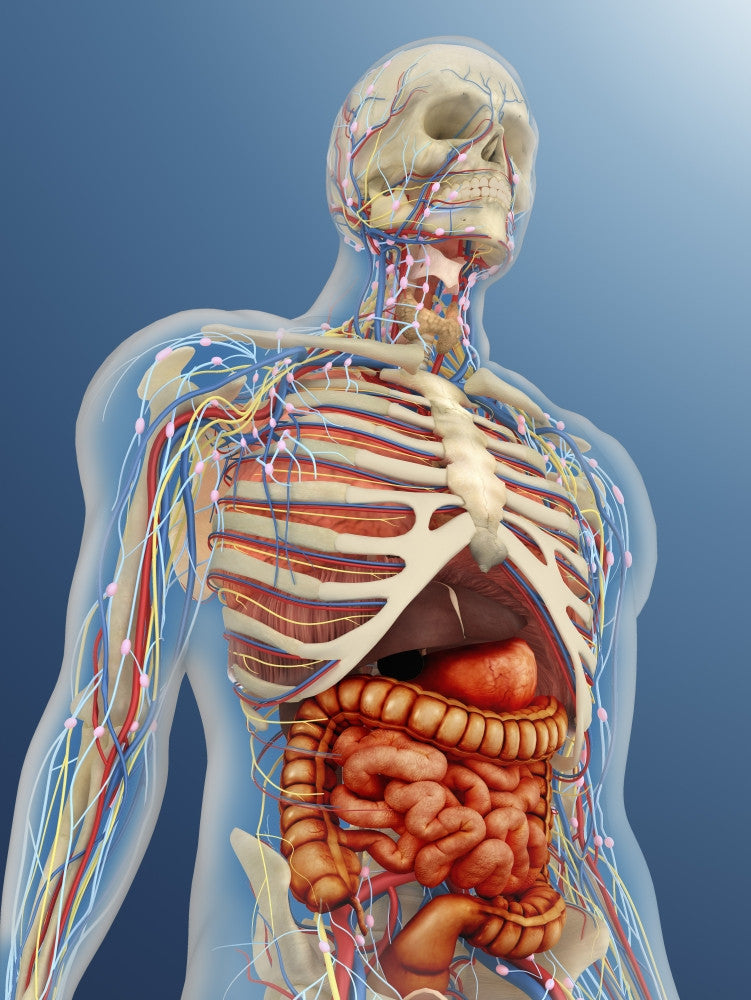 Transparent Human Body Anatomy Fine Art Print - Internal Organs & Systems