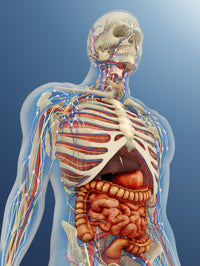 Transparent Human Body Anatomy Fine Art Print - Internal Organs & Systems