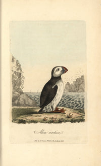Atlantic Puffin Alca Arctica Fine Art Print by Florilegius