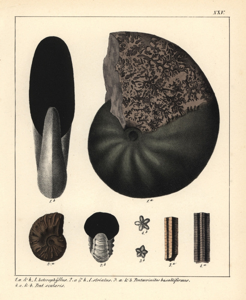 Extinct Fossil Ammonites Fine Art Print by Florilegius
