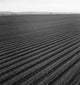 Commercial Farming in Salinas Valley, 1939 - Fine Art Print