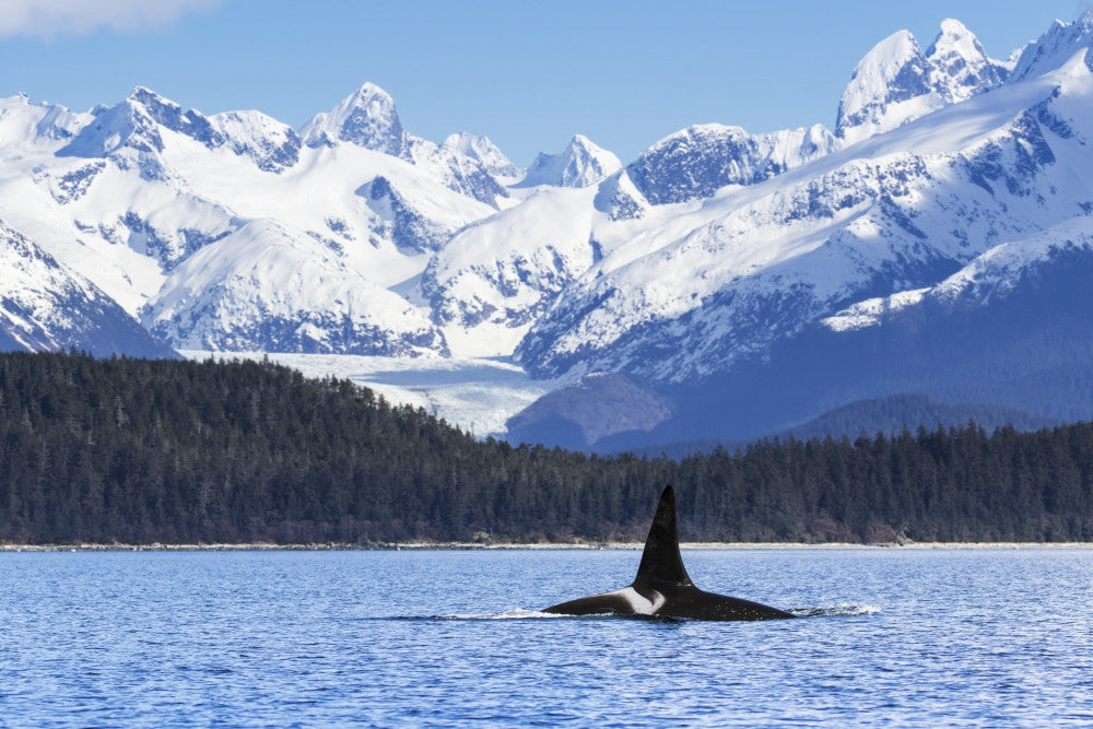Male Orca Whale Fine Art Print by John Hyde - Lynn Canal, Alaska