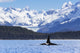 Male Orca Whale Fine Art Print by John Hyde - Lynn Canal, Alaska