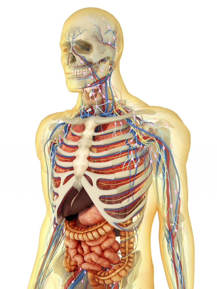Transparent Human Body Fine Art Print - Internal Organs & Systems