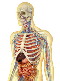 Transparent Human Body Fine Art Print - Internal Organs & Systems