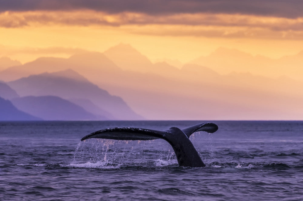 Humpback Whale at Sunset Fine Art Print by John Hyde