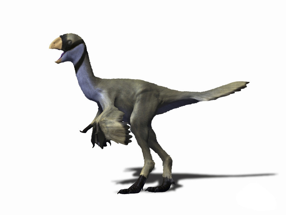 Yulong Mini Late Cretaceous of China Fine Art Print