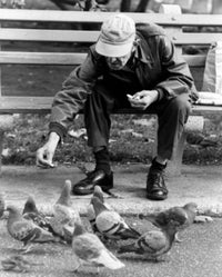 Senior Man Feeding Pigeons in Park Fine Art Print
