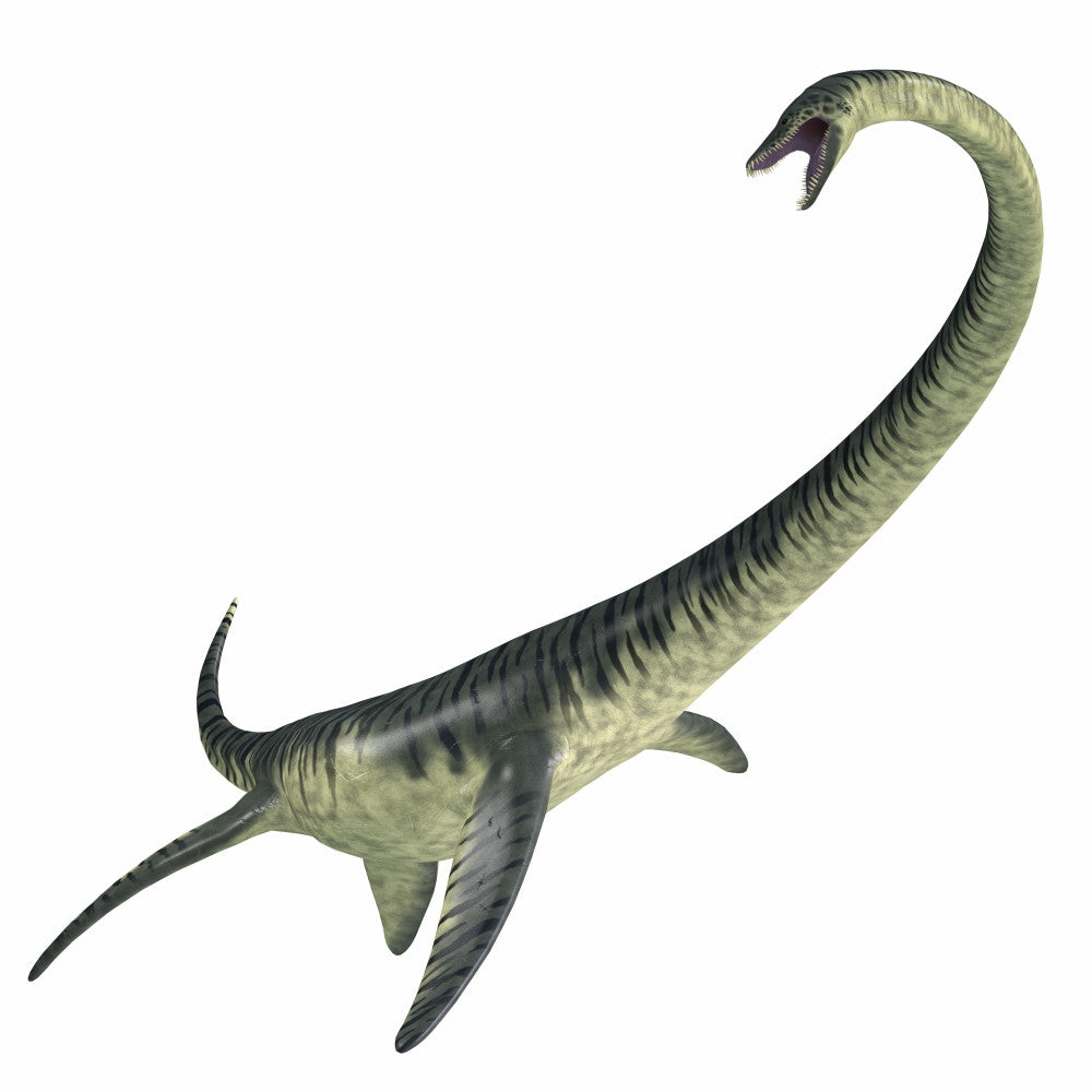 Elasmosaurus Aquatic Reptile Fine Art Print by Corey Ford