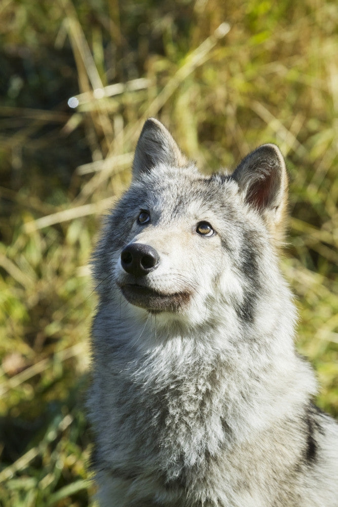 Portrait of a Female Gray Wolf Fine Art Print by Doug Lindstrand