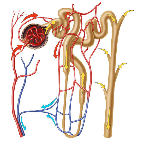 Nephron Detail Fine Art Print - Functional Unit of Excretion