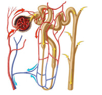 Nephron Detail Fine Art Print - Functional Unit of Excretion