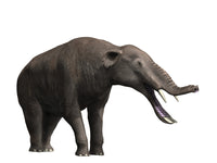 Platybelodon Grangeri Fine Art Print by Nobumichi Tamura