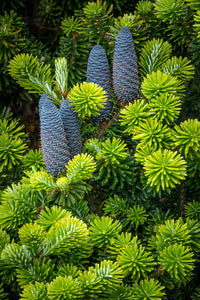 Seabeck Korean Spruce Tree with Cones Fine Art Print by Jaynes Gallery