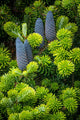 Seabeck Korean Spruce Tree with Cones Fine Art Print by Jaynes Gallery