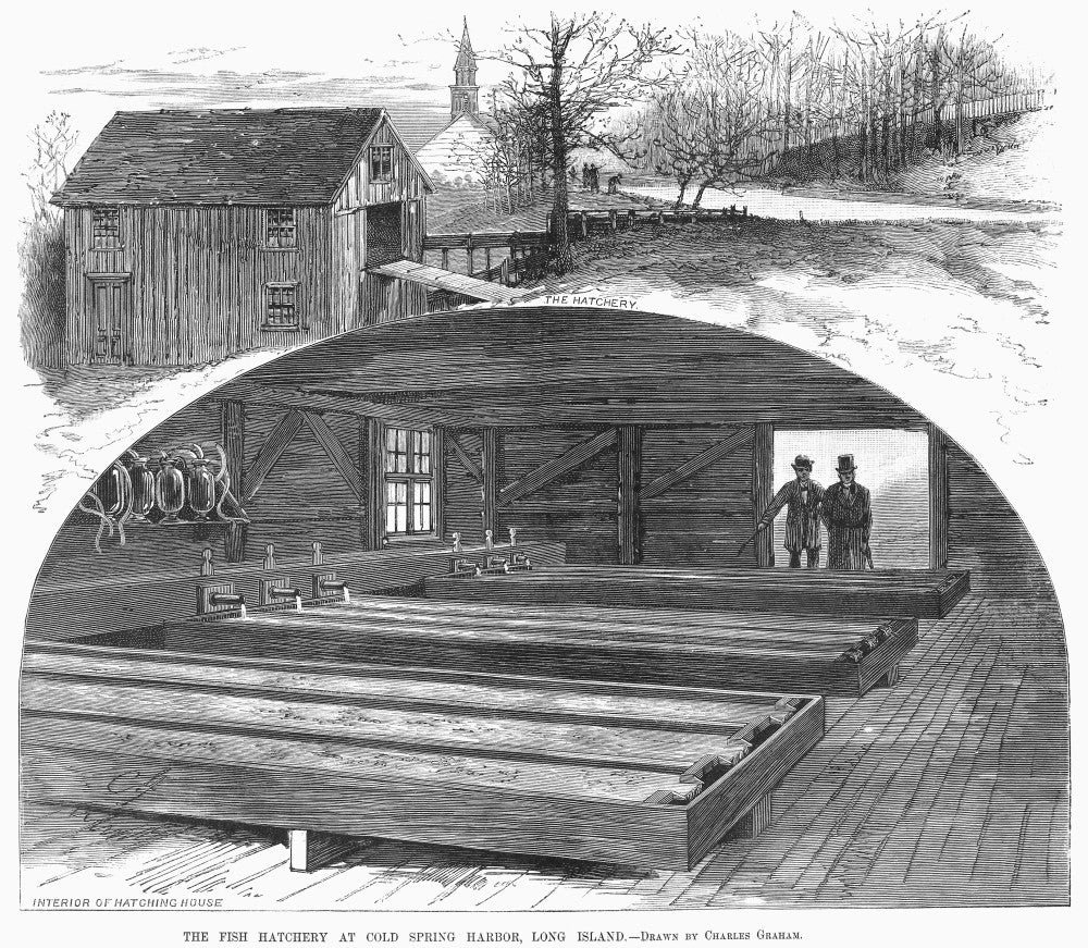 Long Island Fish Hatchery Wood Engraving Art Print (1883) by Granger Collection