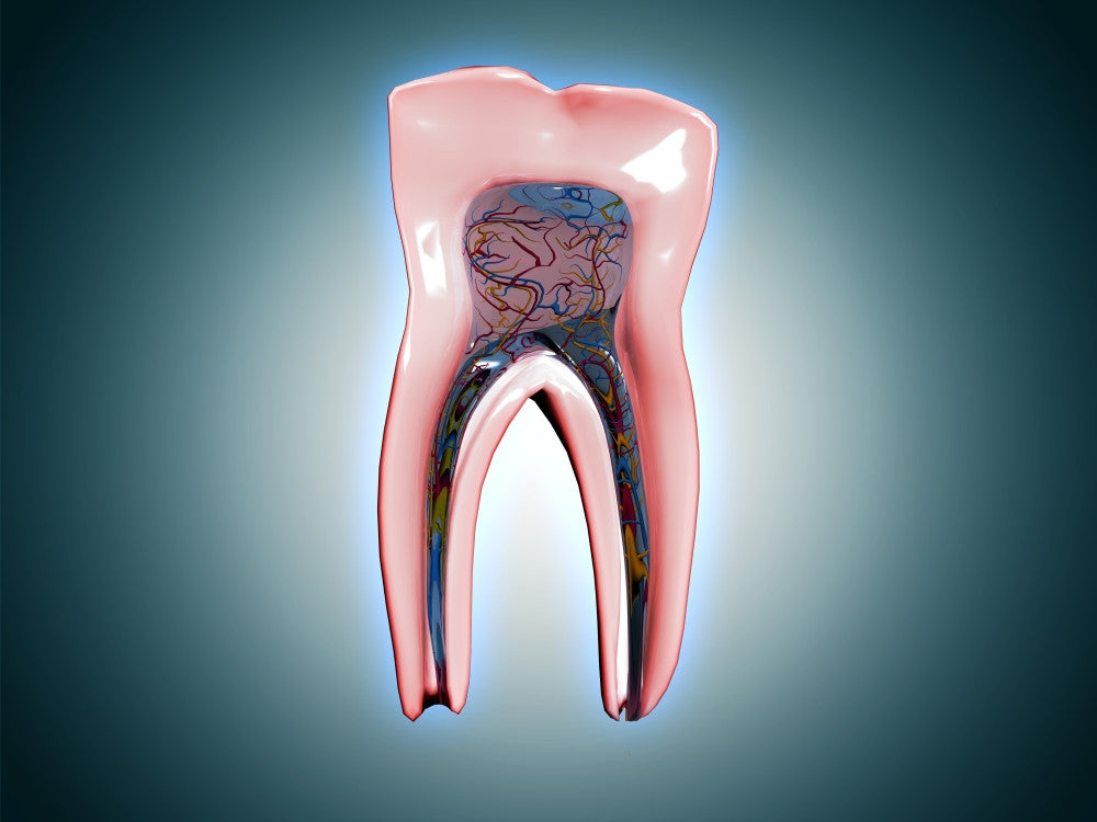 Cross-Section of a Human Tooth Fine Art Print