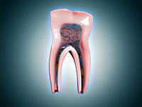 Cross-Section of a Human Tooth Fine Art Print