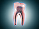 Cross-Section of a Human Tooth Fine Art Print