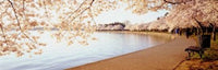 Cherry Blossoms Fine Art Print by Panoramic Images - 38x12