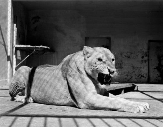 Stunning Female Lion Fine Art Print - Available in Multiple Sizes