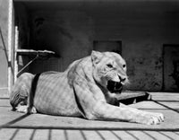 Stunning Female Lion Fine Art Print - Available in Multiple Sizes