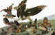 Audubon: Red-Shouldered Hawk & Northern Bobwhite Fine Art Print