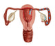 Ovulation and Fertilization Illustration Poster Print by Gwen Shockey