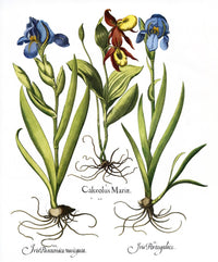 Hortus Eystettensis Fine Art Print - Botanical Engraving by Basilius Besler