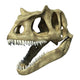 3D Allosaurus Skull Fine Art Print | Posterazzi