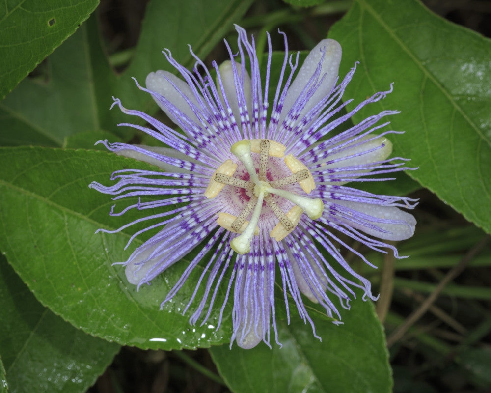 Passionflower Fine Art Print by Maresa Pryor - Florida