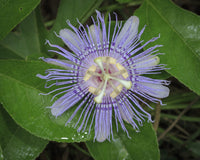 Passionflower Fine Art Print by Maresa Pryor - Florida