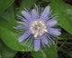 Passionflower Fine Art Print by Maresa Pryor - Florida